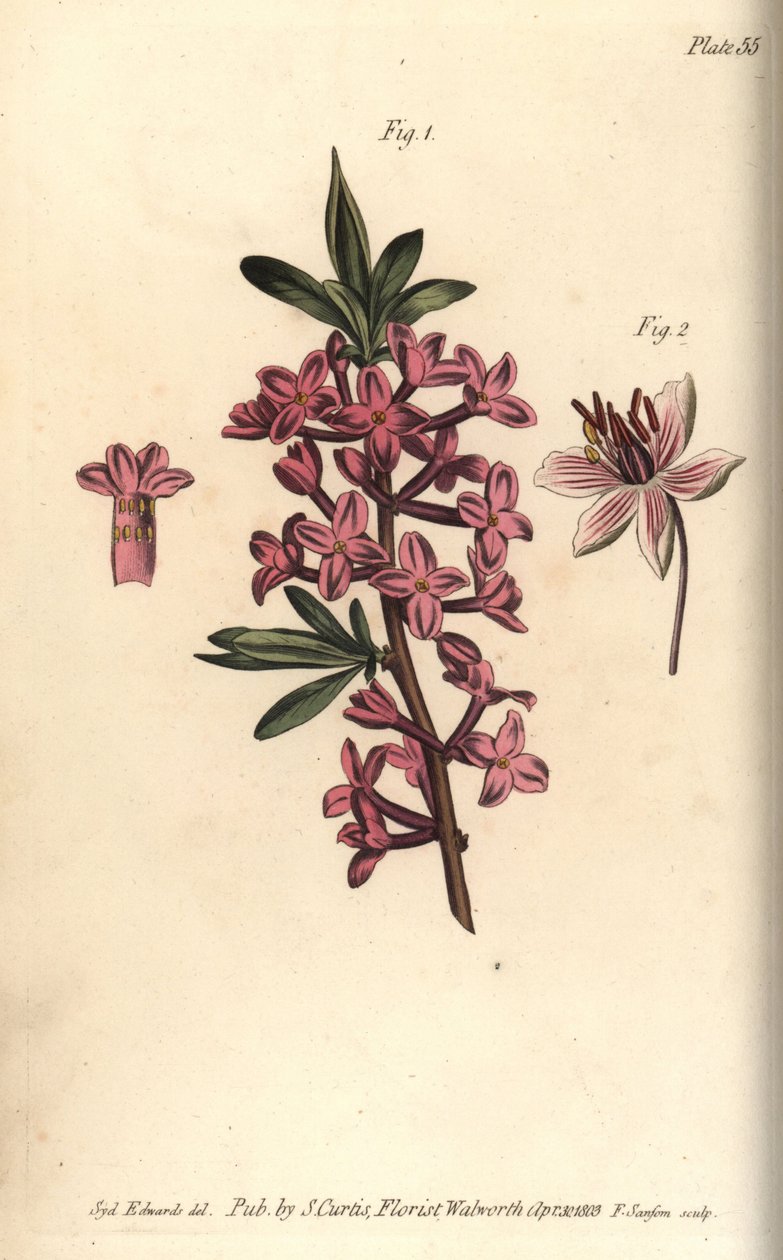 Mezereon, Daphne mezereum, Octandria od Sydenham Teast Edwards