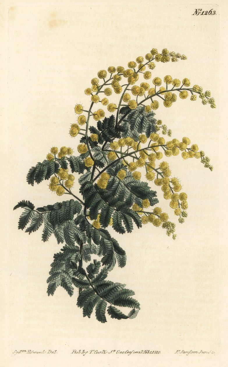 Mimosa - pýřitý proutí, Acacia pubescens, zranitelný (Mimóza chlupatá, Mimosa pubescens). Ručně kolorovaná mědirytina F. Sansom Jr. podle ilustrace Sydenhama Edwardse z William Curtis