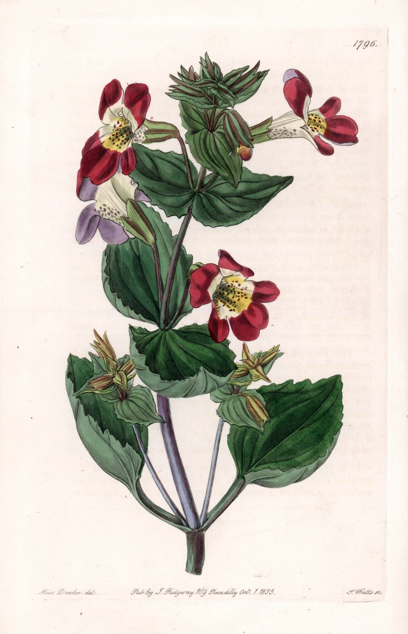 Odrůda Mimule, nazývaná opičí květ nebo pižmový květ - rytá deska od S. Wattse, z ilustrace Sarah Anne Drake (1803-1857), z Botanického registru Sydenham Edwards (1768-1819), Anglie od Sydenham Teast Edwards