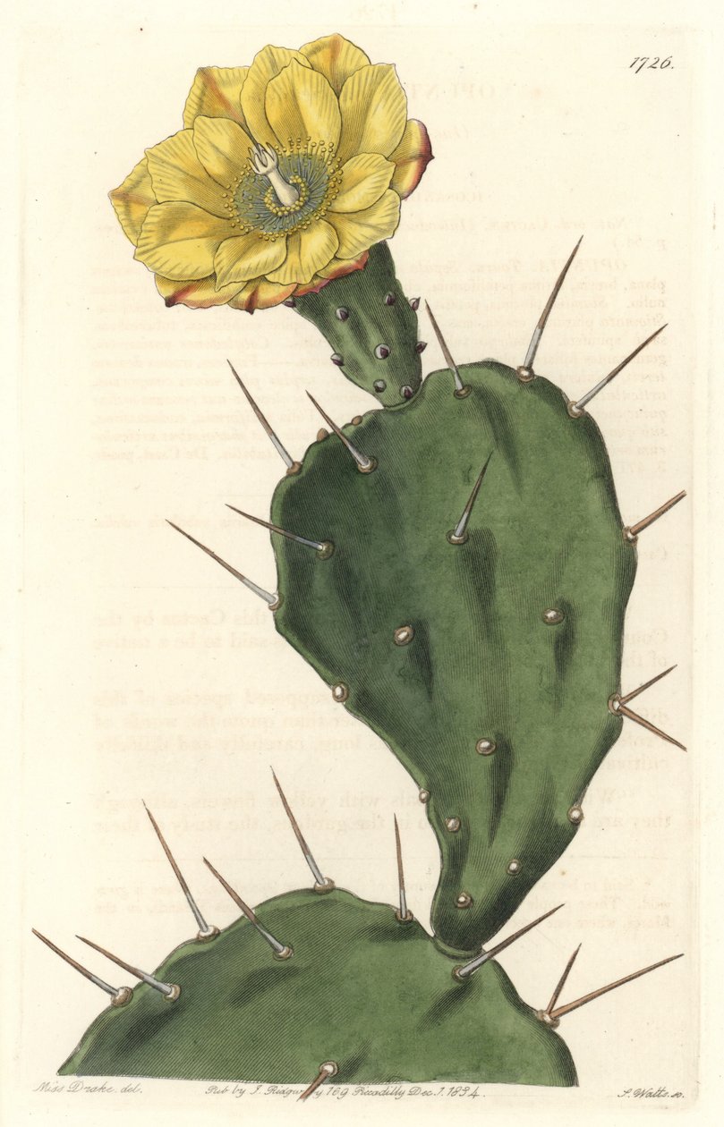 Monacanth Pactus, kvetoucí kaktus, původem z Jižní Ameriky - Silná voda od S. Wattse z ilustrace Sarah Anne Drake (1803-1857), z Botanického rejstříku od Sydenham Teast Edwards