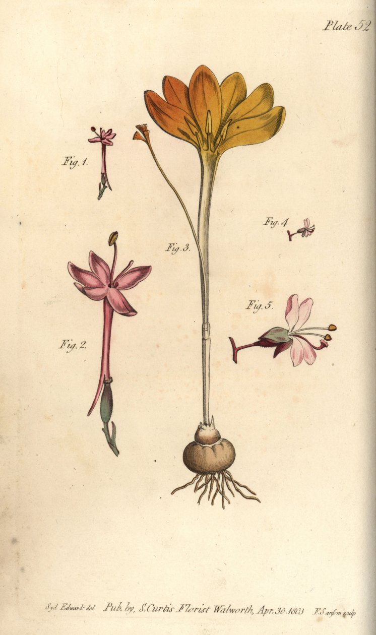 Monandria 1,2, plátno ze zlata, Crocus angustifolius (Triandria) 3, a noční stín, Circaea alpina (Diandria) 4,5. Ručně kolorovaná mědirytina botanické ilustrace od Sydenhama Edwardse pro přednášky Williama Curtise o botanice, as dod. od Sydenham Teast Edwards