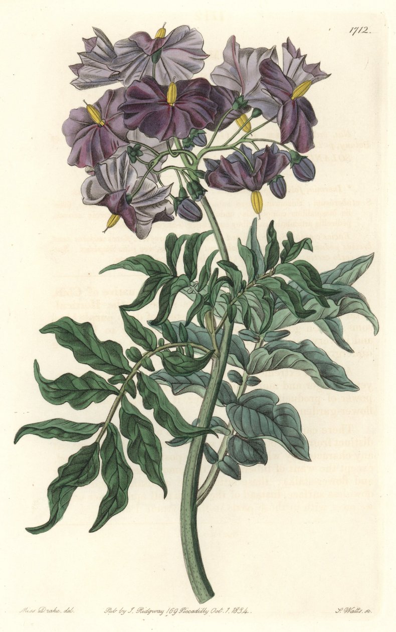 Morelle (Solanum), rodák z Chile - Silná voda od S. Wattse z ilustrace Sarah Anne Drake (1803-1857), z Botanického rejstříku od Sydenham Teast Edwards