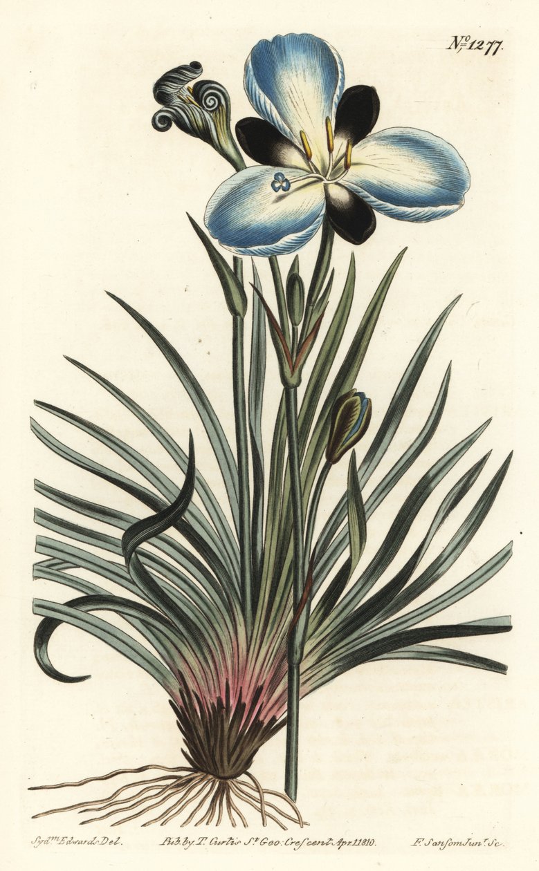 Aristea smuteční, Aristea lugens (Aristea melaleuca). Ručně kolorovaná mědirytina F. Sansom Jr. podle ilustrace Sydenhama Edwardse z William Curtis