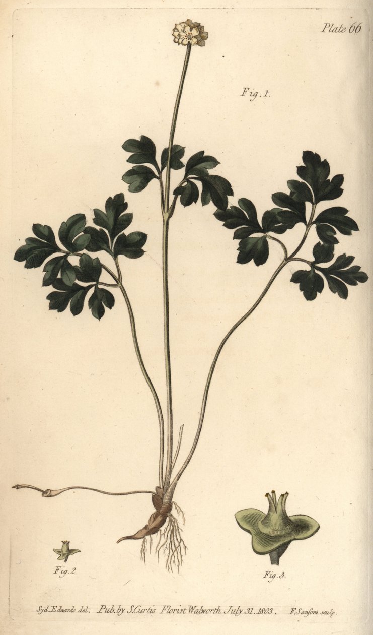 Pižmoň, Adoxa moschatellina, Tetragynia, květ 1 a pestík 2,3. Ručně kolorovaná mědirytina F. Sansoma botanické ilustrace Sydenhama Edwardse pro přednášky Williama Curtise o botanice, které byly dodány v Botanické zahradě v Lambeth od Sydenham Teast Edwards