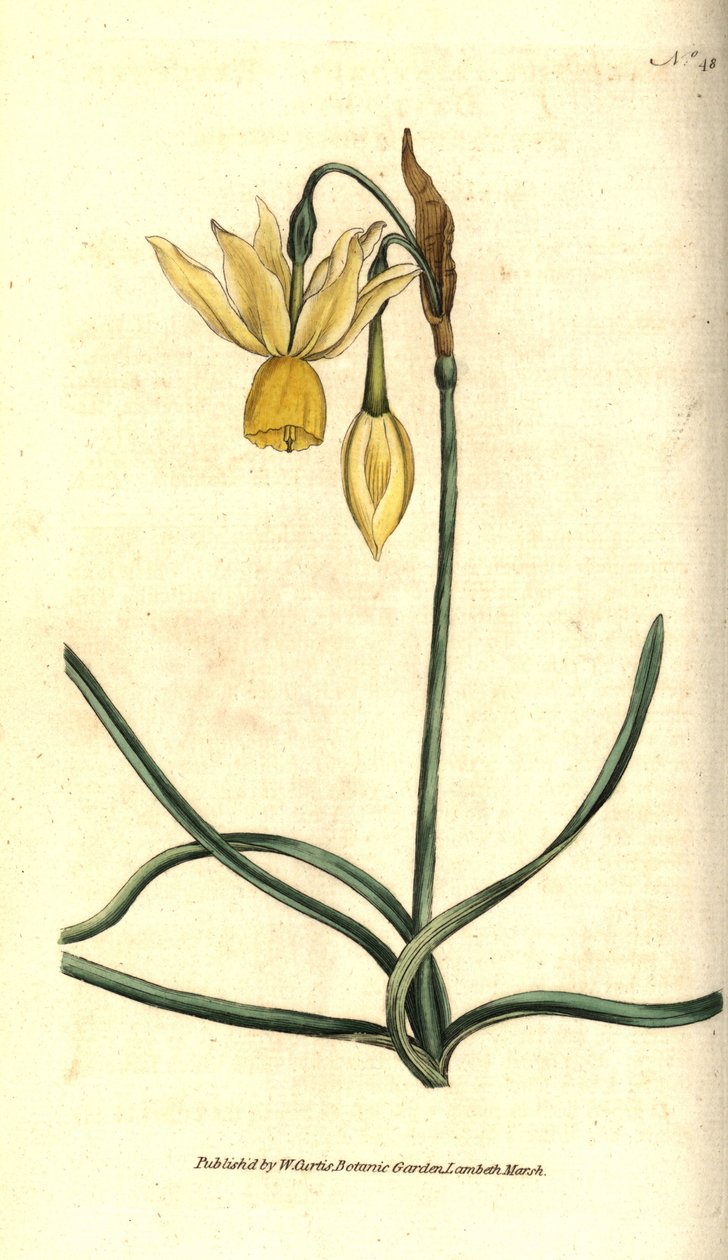 Narcis - Reflexní narcis, Narcissus triandrus. Ručně kolorovaná mědirytina podle botanické ilustrace Jamese Sowerbyho z The Botanical Magazine Williama Curtise, Lambeth Marsh, Londýn od Sydenham Teast Edwards