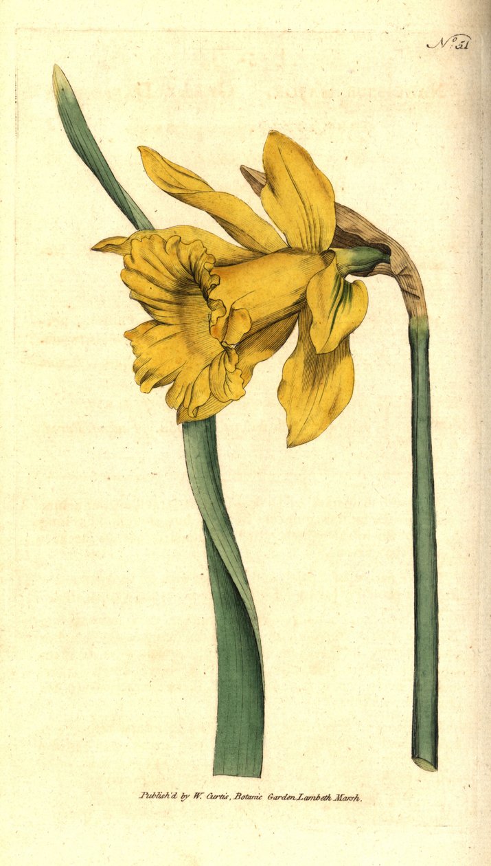 Narcis - narcis španělský, Narcissus hispanicus (Narcis velký, Narcissus major). Ručně kolorovaná mědirytina podle botanické ilustrace z The Botanical Magazine Williama Curtise, Lambeth Marsh, Londýn od Sydenham Teast Edwards