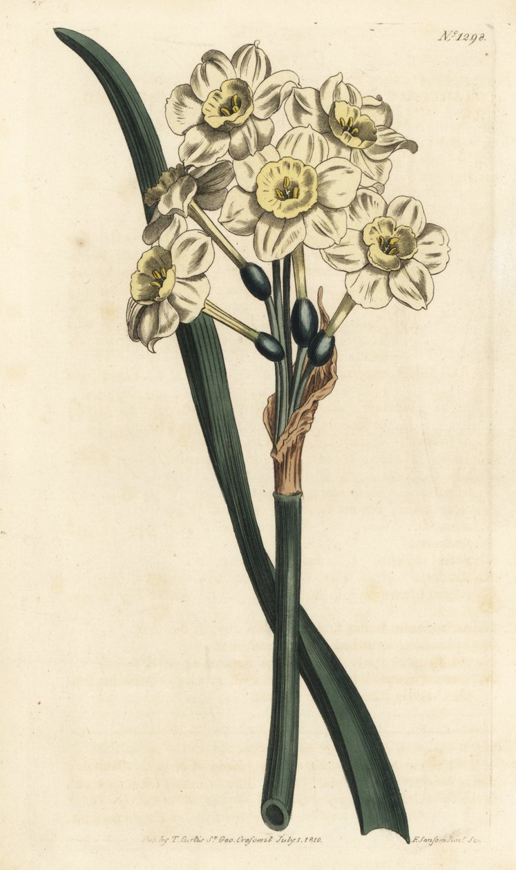 Narcissus a bouquet - Narcis trsovitý, Narcissus tazetta (Bělý zahradní narcis s bledou miskou; Narcissus orientalis) - Ručně kolorovaná mědirytina od F. Sansom Jr. podle ilustrace Sydenhama Edwardse z Botanical Magaz Williama Curtise od Sydenham Teast Edwards