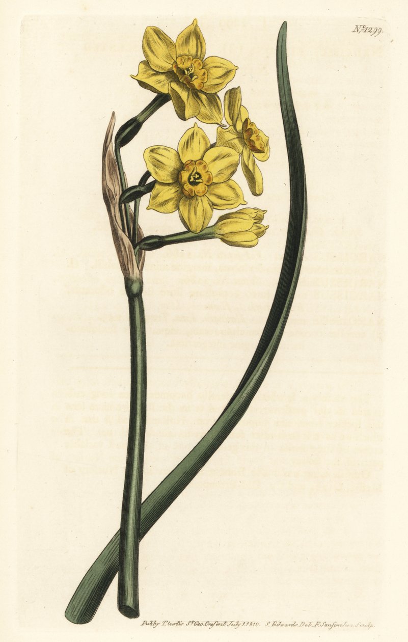 Narcissus a bouquet Narcis trsový, Narcissus tazetta subsp. aureus (narcis vonící po narcisu, Narcissus bifrons) - Ručně kolorovaná mědirytina od F. Sansom Jr. podle ilustrace Sydenhama Edwardse z Botanical Maga Williama Curtise od Sydenham Teast Edwards
