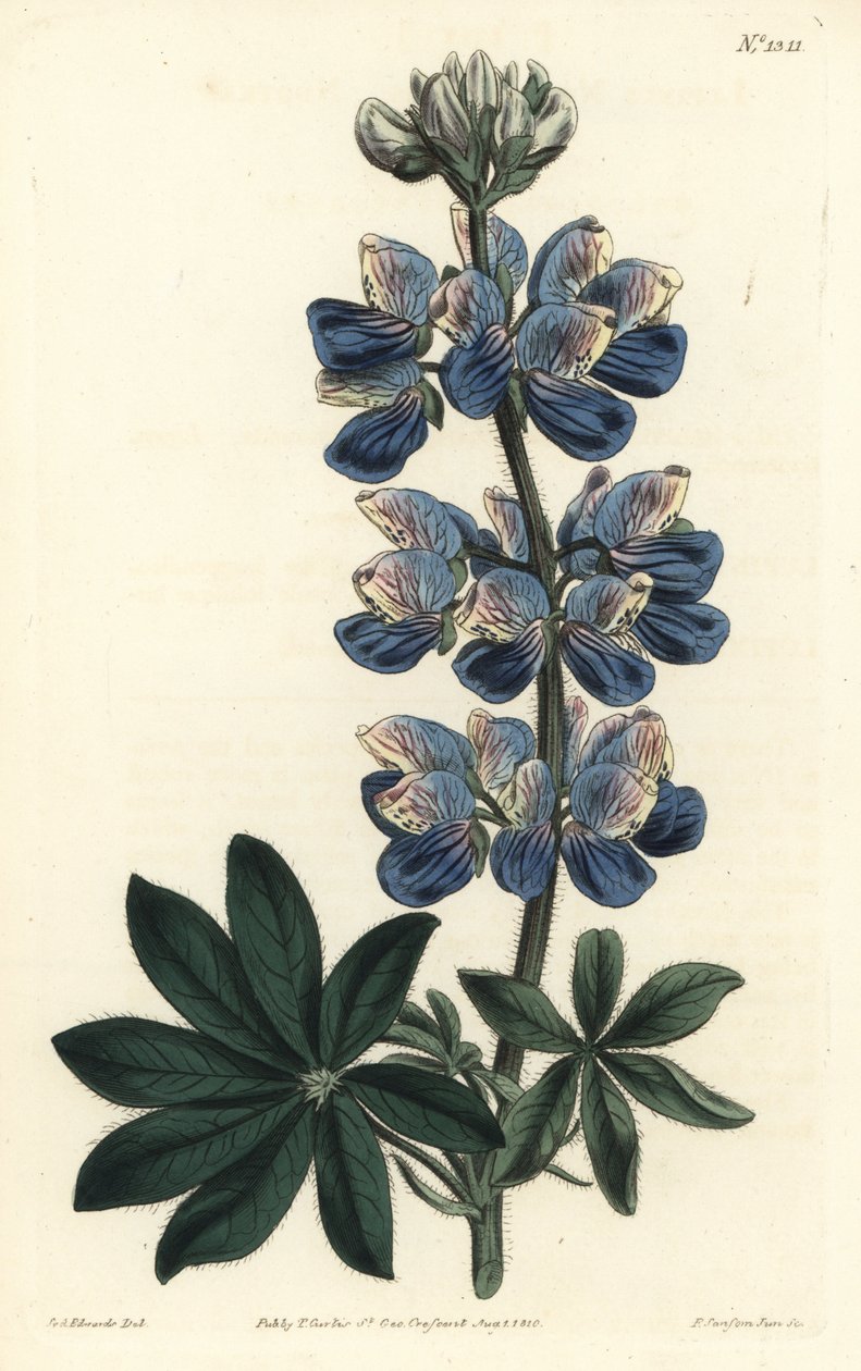 Nootka Lupin - Nootka-Sound lupina, Lupinus nootkatensis. Ručně kolorovaná mědirytina F. Sansom Jr. podle ilustrace Sydenhama Edwardse z William Curtis