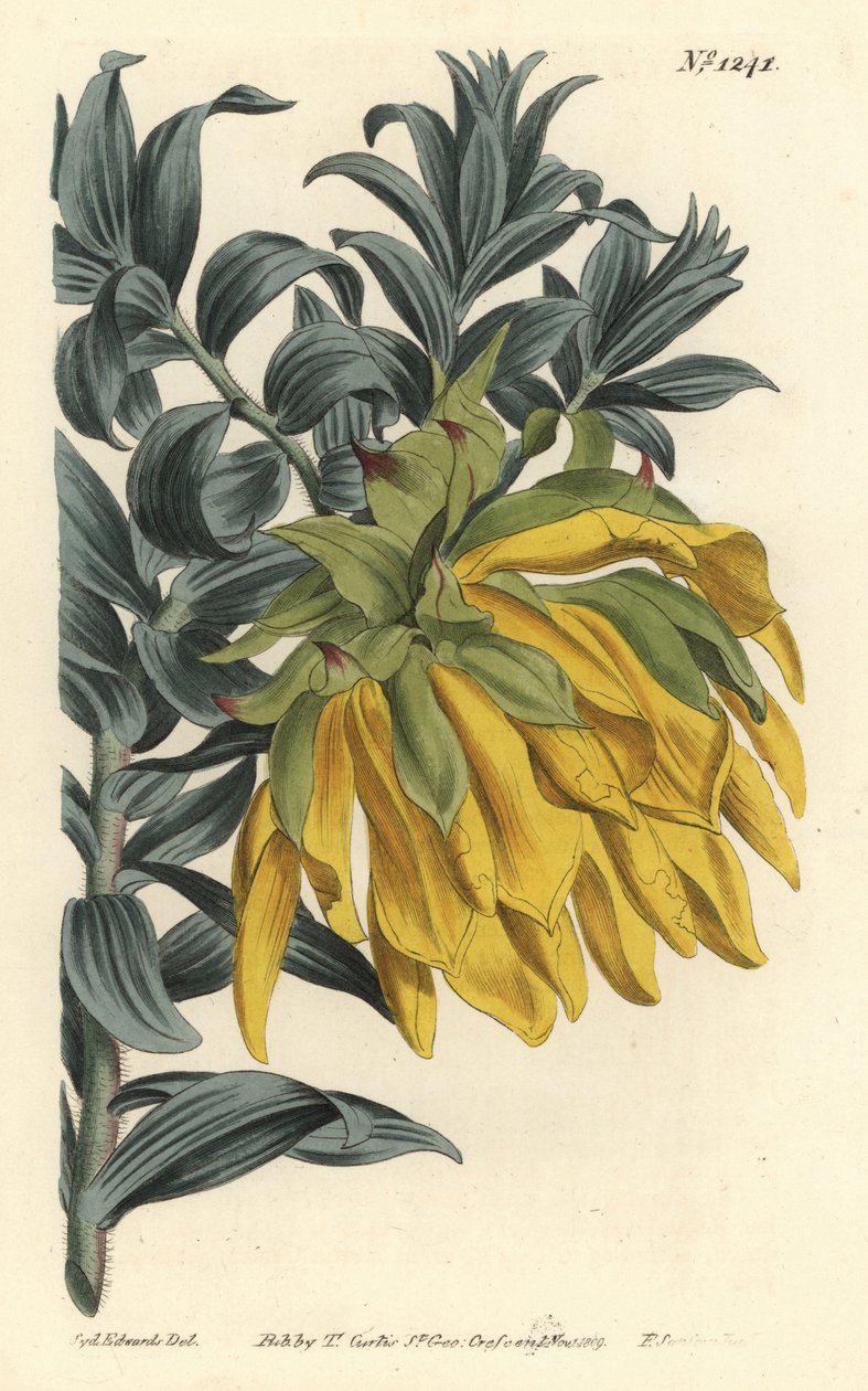 Oranžová jiřinka nebo jiřinka horská, Liparia splendens (liparia ruskolistá, Liparia sphaerica). Ručně kolorovaná mědirytina od F. Sansom Jr. podle ilustrace Sydenhama Edwardse z William Curtis