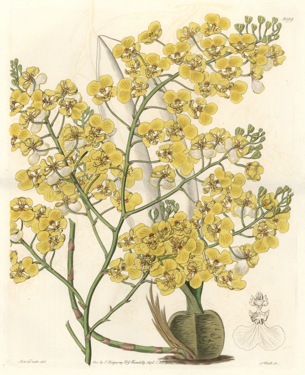 Orchidej (Oncidium ampliatum), se žlutými květy, původem z Nového Zélandu - Water forte od S. Wattse z ilustrace Sarah Anne Drake (1803-1857), z Botanického rejstříku od Sydenham Teast Edwards