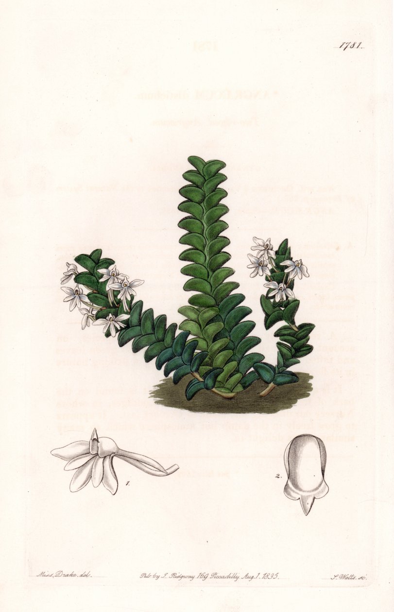 Orchid: Odrůda Angraecum, původem z Rovníkové Afriky - deska vyrytá S.Wattsem, z ilustrace Sarah Anne Drake (1803-1857), z Botanického registru Sydenham Edwards (1768-1819), Anglie od Sydenham Teast Edwards