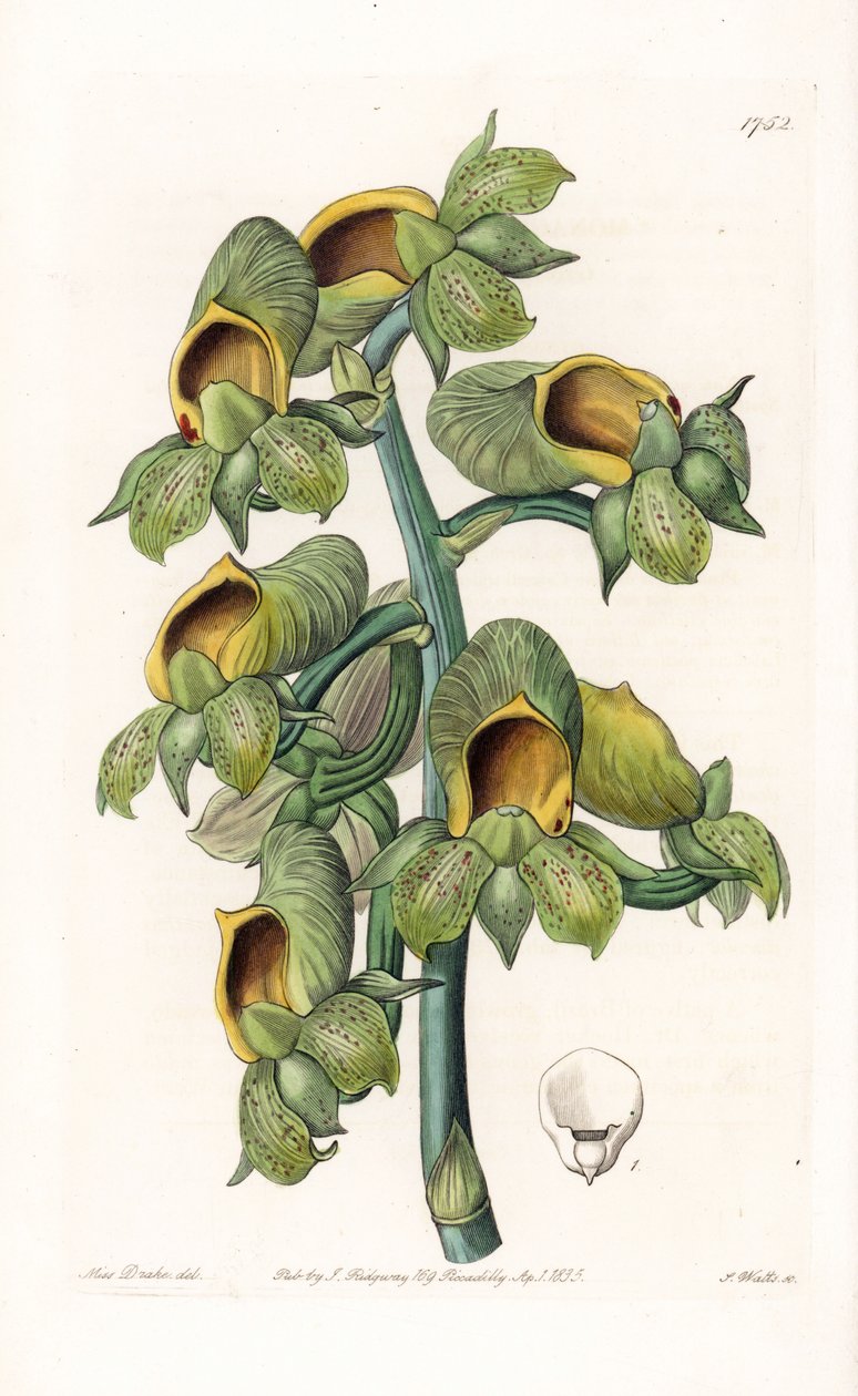 Orchid: odrůda Casatetum, původem z Brazílie - deska vyrytá S. Wattsem, z ilustrace Sarah Anne Drake (1803-1857), z Botanického registru Sydenham Edwards (1768-1819), Anglie od Sydenham Teast Edwards