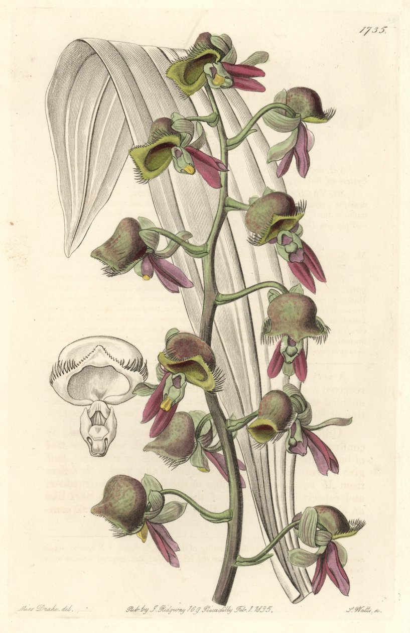 Orchid Catasetum, dvoubarevné květy, původem z Guyany - Water forte od S. Wattse z ilustrace Sarah Anne Drake (1803-1857), z Botanického rejstříku od Sydenham Teast Edwards