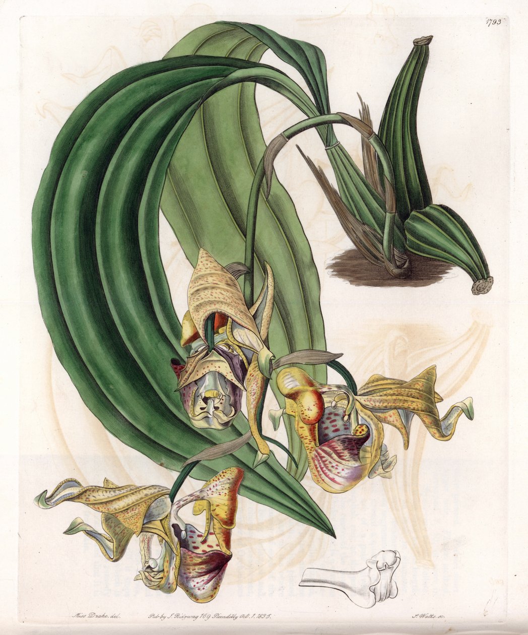 Orchid: Coryanthes odrůda se skvrnitými květy - deska vyrytá S. Wattsem, z ilustrace Sarah Anne Drake (1803-1857), z Botanického registru Sydenham Edwards (1768-1819), Anglie od Sydenham Teast Edwards