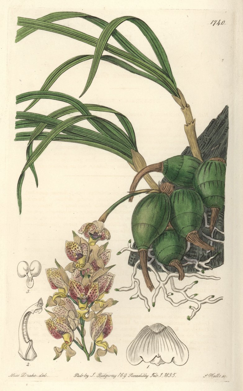 Orchidej Grobya se žlutými a fialovými květy, původem z Brazílie - Water forte od S. Wattse podle ilustrace Sarah Anne Drake (1803-1857), z Botanical Register od Sydenham Teast Edwards