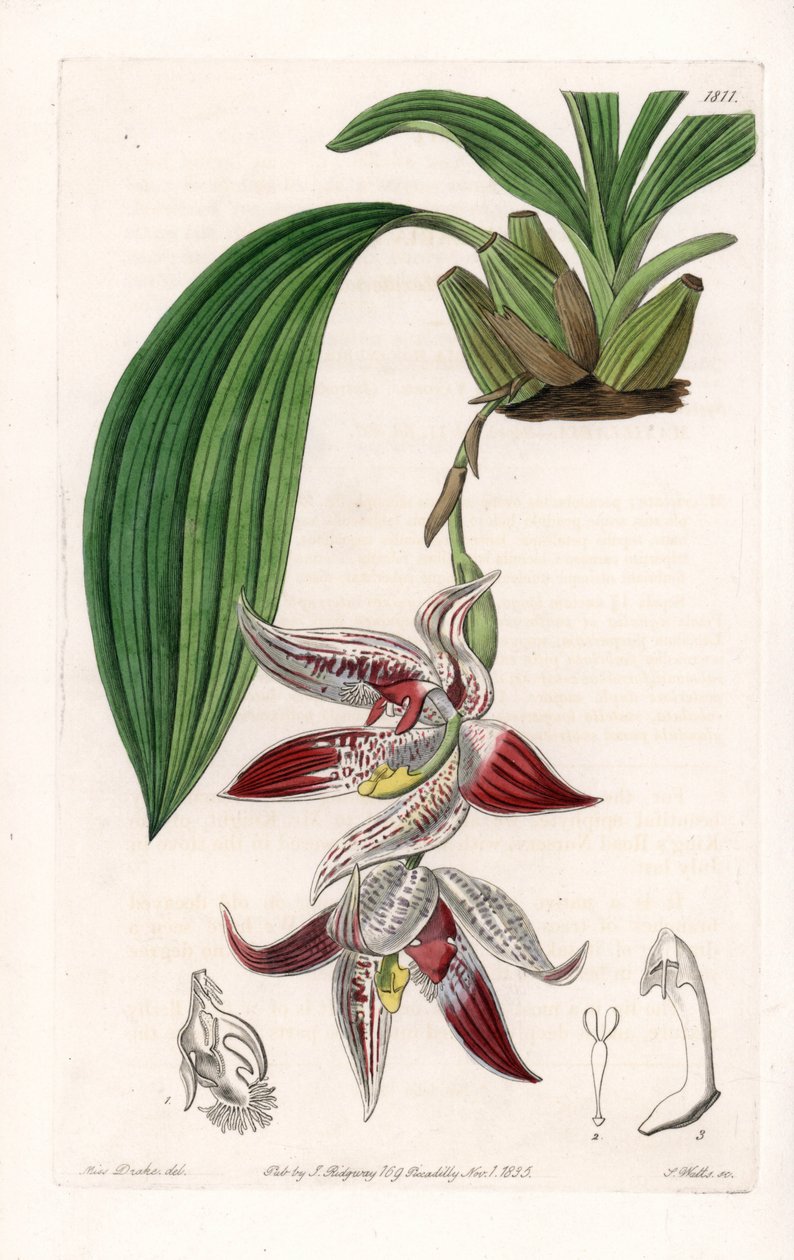 Orchidej: Paphinia cristata, původem z Amazonie - deska vyrytá S. Wattsem, z ilustrace Sarah Anne Drake (1803-1857), z Botanického registru Sydenham Edwards (1768-1819), Anglie od Sydenham Teast Edwards