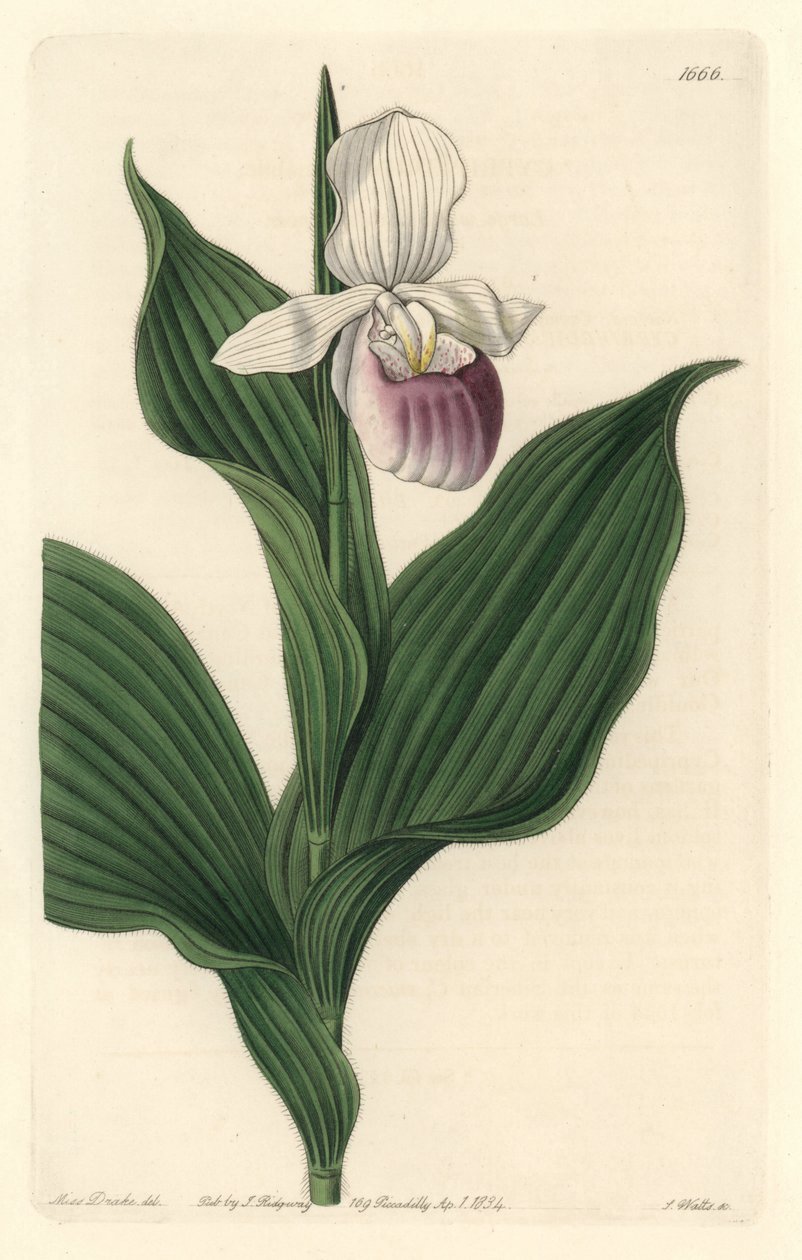 Orchid, Royal Cypripede - Water forte od S. Wattse z ilustrace Sarah Anne Drake (1803-1857), z botanického registru od Sydenham Teast Edwards