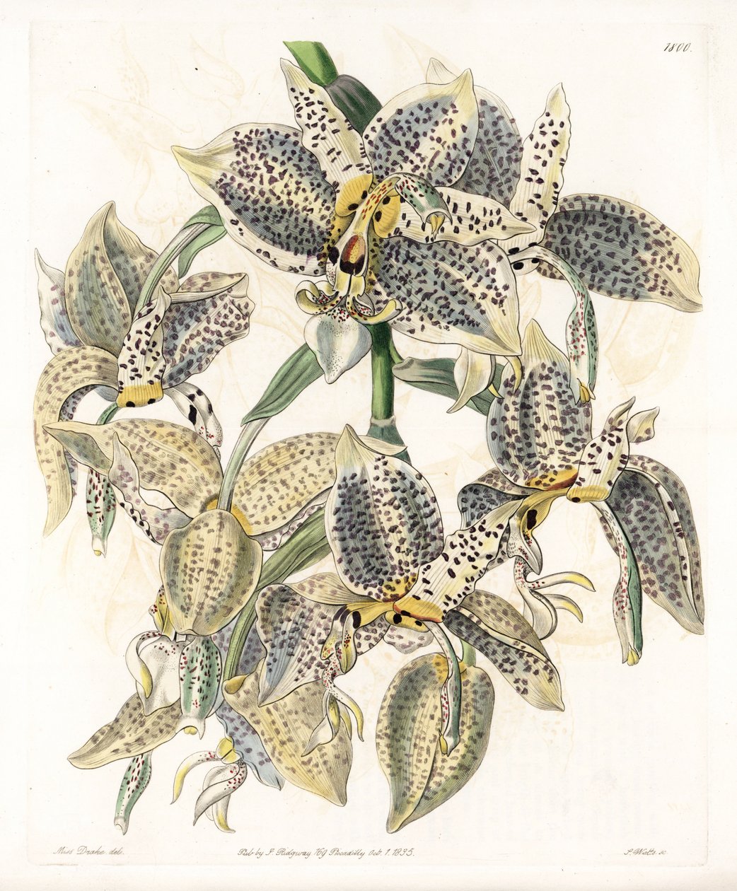 Orchid: odrůda Stanhopea, neotropická - deska vyrytá S. Wattsem, z ilustrace Sarah Anne Drake (1803-1857), z Botanického registru Sydenham Edwards (1768-1819), Anglie od Sydenham Teast Edwards