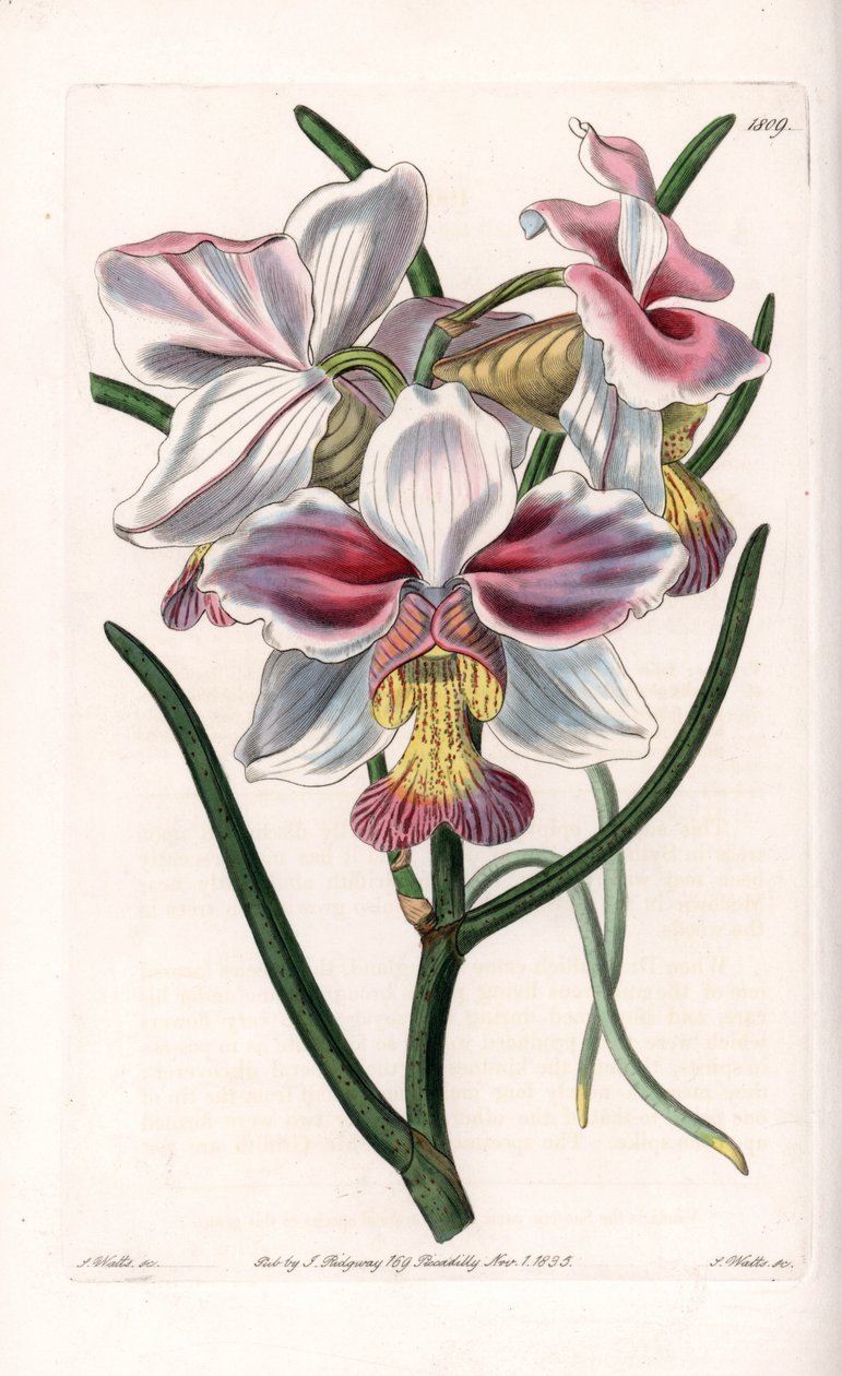 Orchid: Varieta Vanda, epifytický druh Asie - deska vyrytá S. Wattsem, z ilustrace Sarah Anne Drake (1803-1857), z Botanického registru Sydenham Edwards (1768-1819), Anglie od Sydenham Teast Edwards