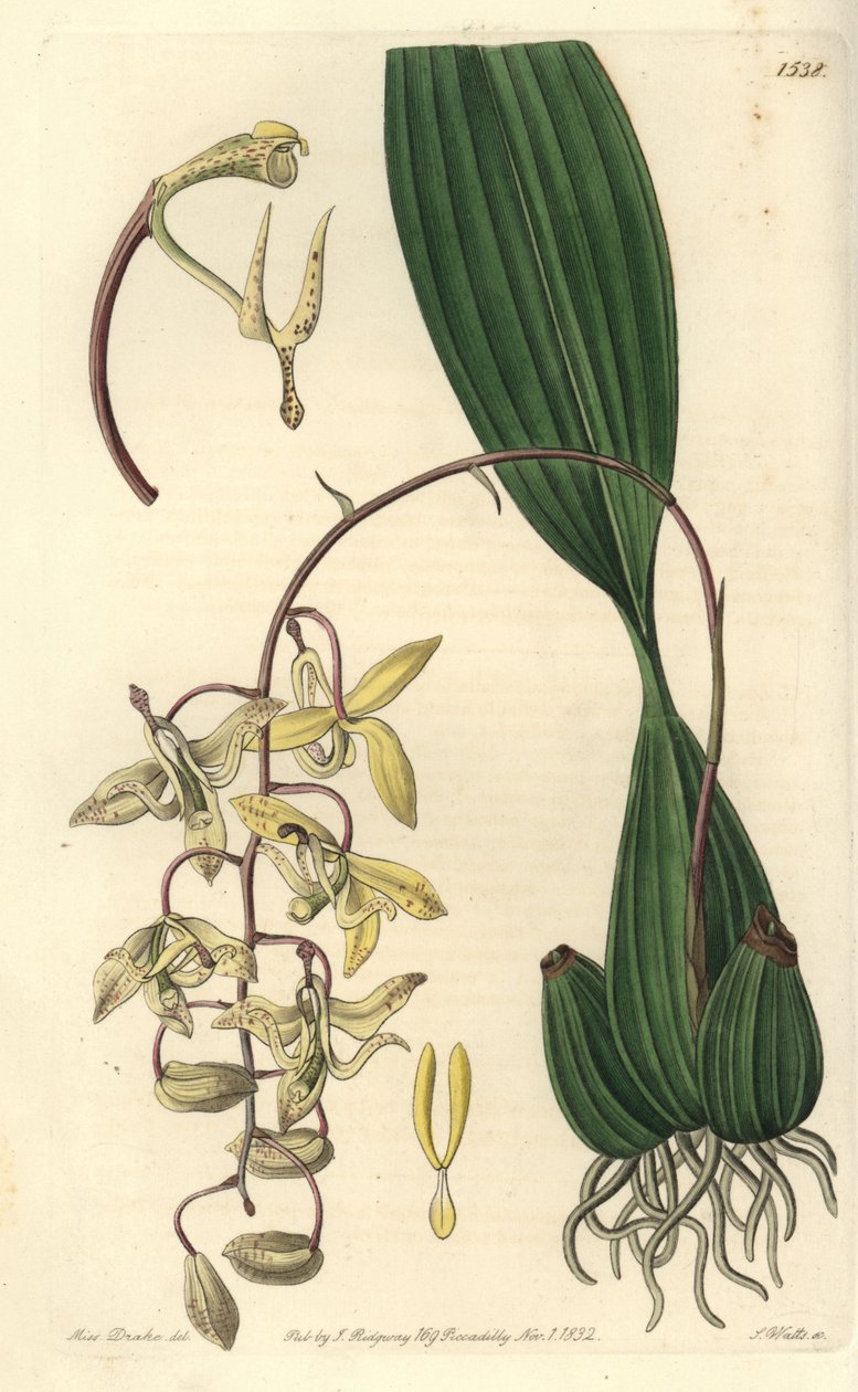 Odrůda orchideje Cirrrhaea - Loddiges