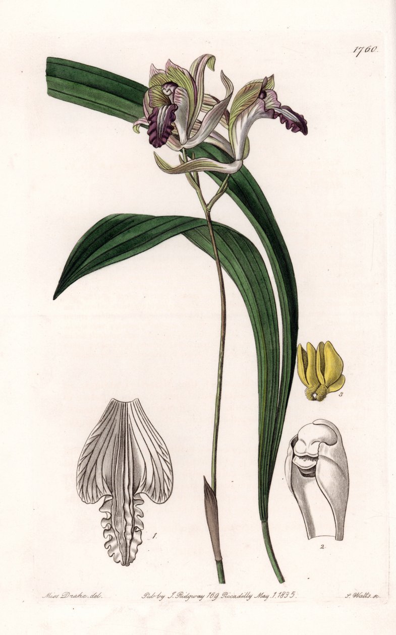 Orchid: Variety of Bletia of America - Talíř vyrytý S. Wattsem, z ilustrace Sarah Anne Drake (1803-1857), z Botanického registru Sydenham Edwards (1768-1819), Anglie od Sydenham Teast Edwards
