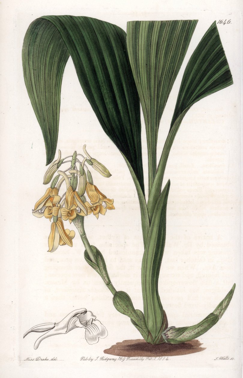 Orchidej: odrůda calanth, se žlutými květy - Talíř vyrytý S. Wattsem, z ilustrace Sarah Anne Drake (1803-1857), z Botanického registru Sydenham Edwards (1768-1819), Anglie od Sydenham Teast Edwards