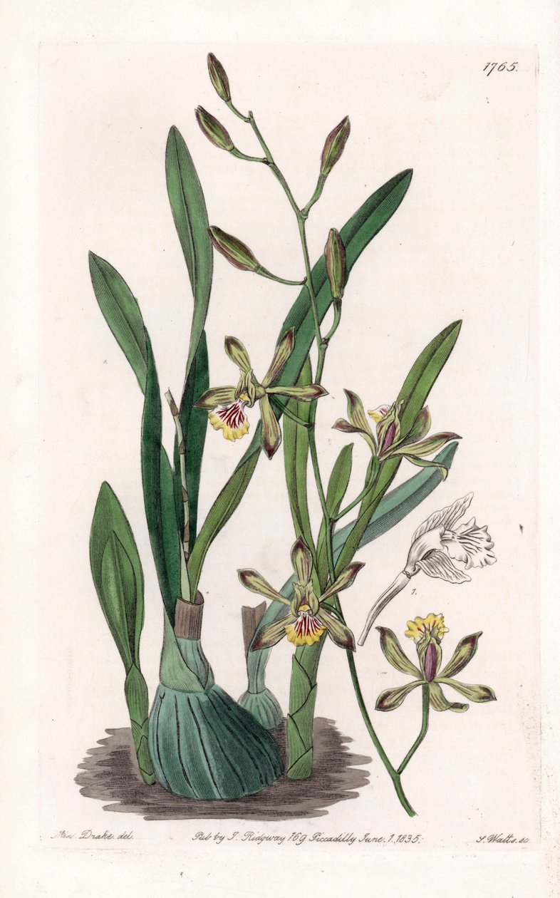 Orchid: epidendre grele - rytá deska od S. Wattse, z ilustrace Sarah Anne Drake (1803-1857), z botanického registru Sydenham Edwards (1768-1819), Anglie od Sydenham Teast Edwards