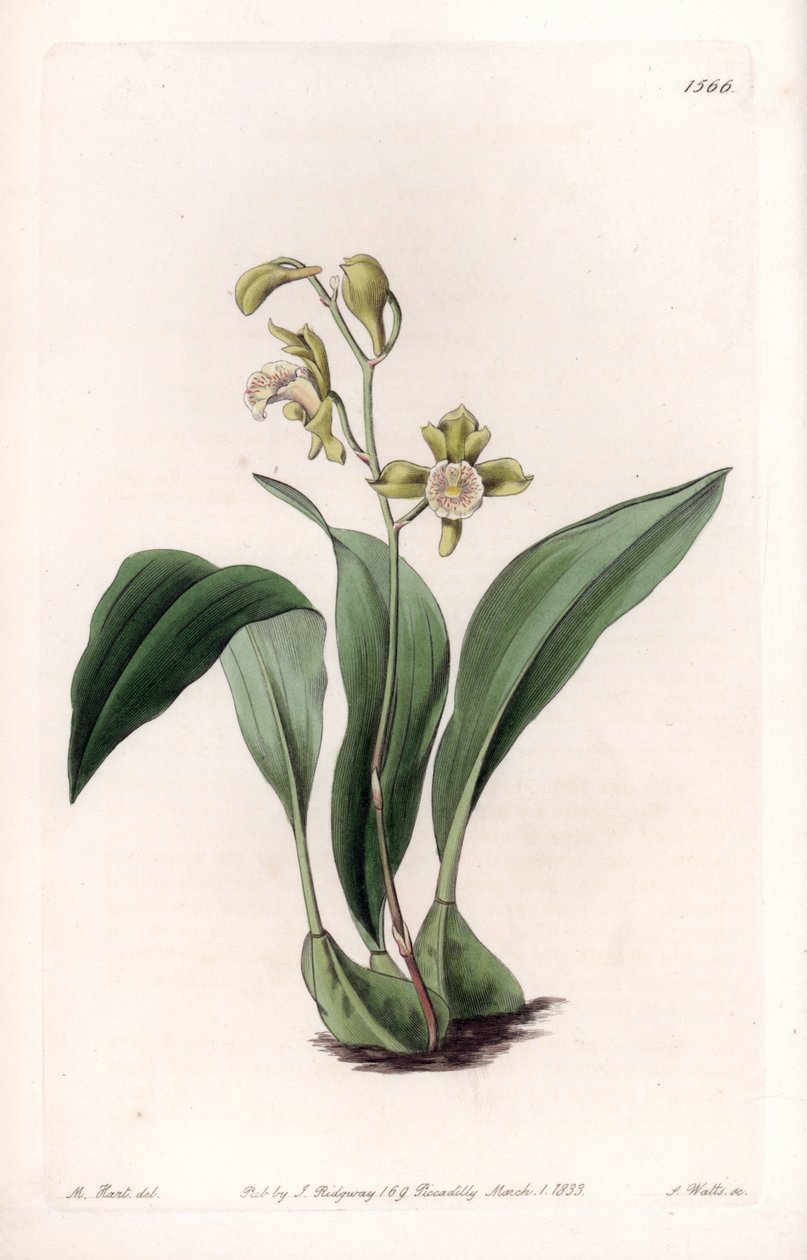 Orchid: maxillary a partes - Gravírovaná deska od S. Wattse, z ilustrace Sarah Anne Drake (1803-1857), z Botanického registru Sydenham Edwards (1768-1819), Anglie od Sydenham Teast Edwards