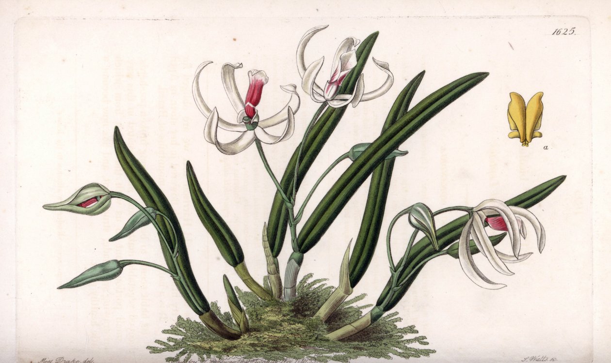 Orchidej: miniaturní odrůda leptotů - deska vyrytá S. Wattsem, z ilustrace Sarah Anne Drake (1803-1857), z Botanického registru Sydenham Edwards (1768-1819), Anglie od Sydenham Teast Edwards