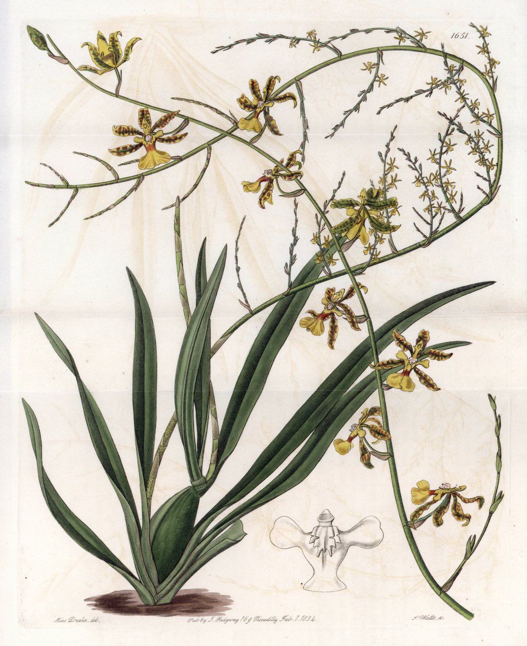 Orchideje: oncidium variete, epifyt West Indies - Talíř vyrytý S. Wattsem, z ilustrace Sarah Anne Drake (1803-1857), z Botanického registru Sydenham Edwards (1768-1819), Anglie od Sydenham Teast Edwards
