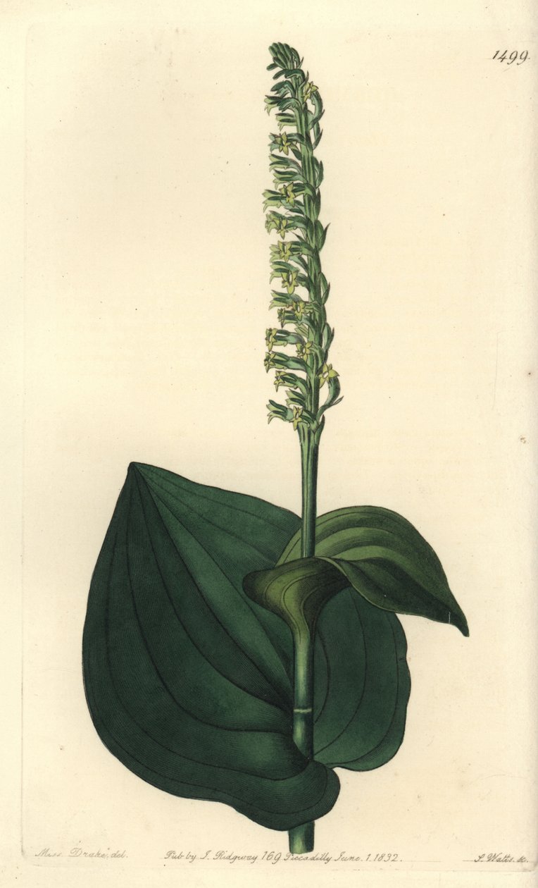 Odrůda orchideje - Gennaria diphylla (herminium srdčité, Herminium cordatum). Ručně kolorovaná mědirytina od S. Wattse podle ilustrace slečny Sarah Drakeové z botanického registru Sydenhama Edwardse, Ridgeway, Londýn od Sydenham Teast Edwards
