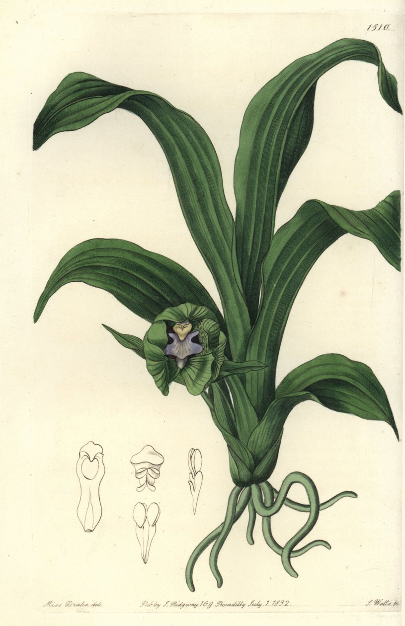 Odrůda orchideje - orchidej Pabstia viridis (Maxillaria viridis, Maxillaria viridis). Ručně kolorovaná mědirytina od S. Wattse podle ilustrace slečny Sarah Drakeové z botanického registru Sydenhama Edwardse, Ridgeway, Londýn od Sydenham Teast Edwards