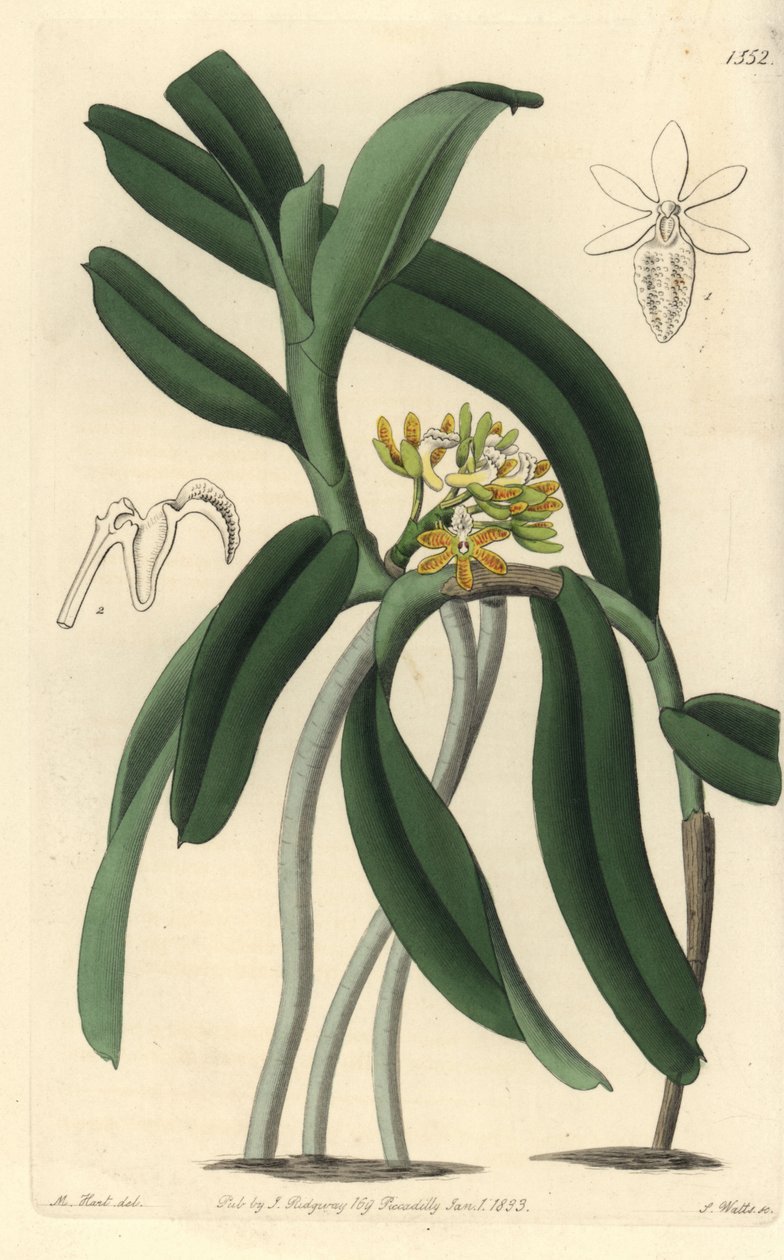 Odrůda orchideje Saccolabium - orchidej Acampe praemorsa (Pimped saccolabium, Saccolabium papilosum). Ručně kolorovaná mědirytina od S. Wattse podle ilustrace M. Harta z Sydenham Edwards
