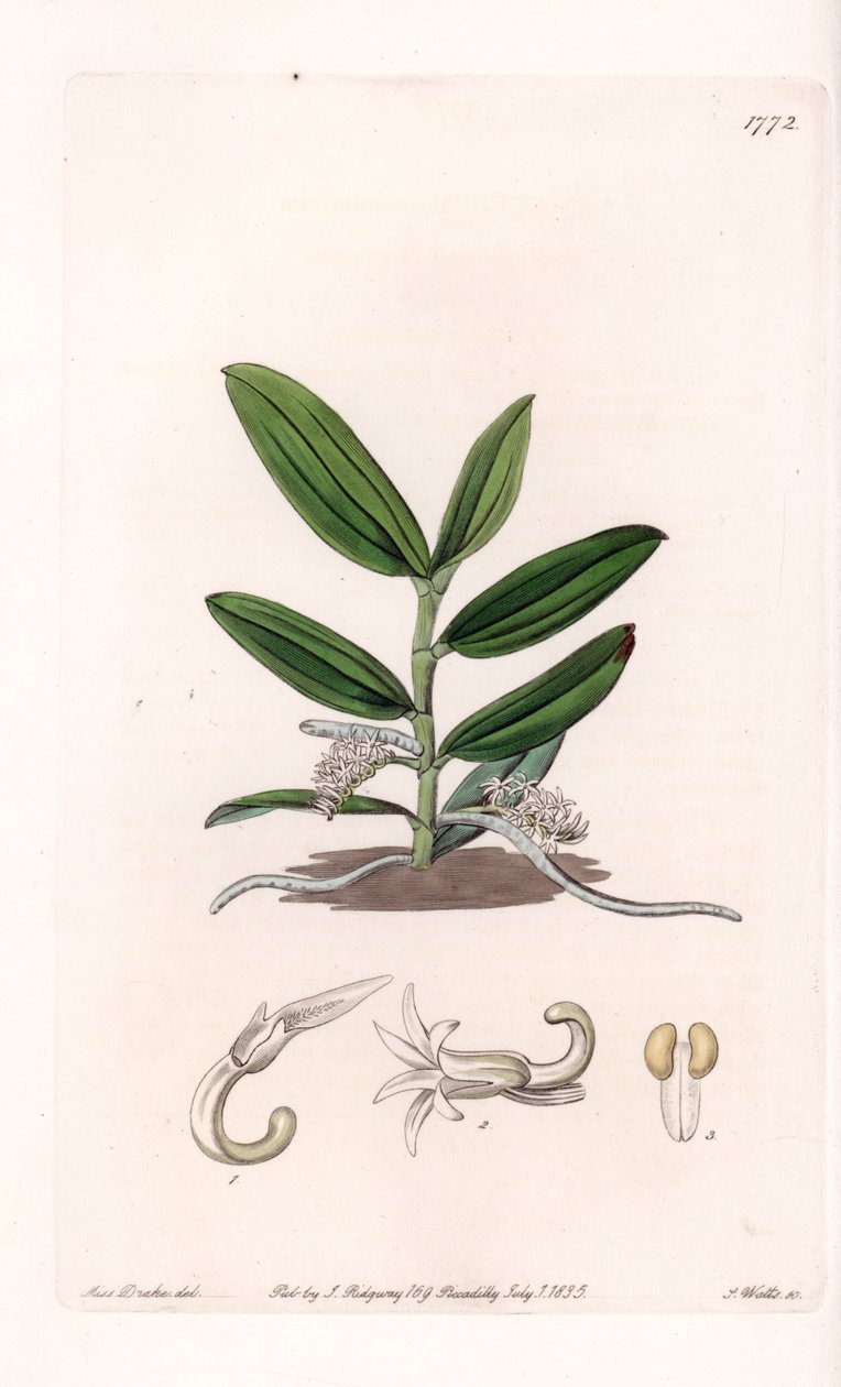 Orchid: variete de camphylocentrum - Talíř vyrytý S.Wattsem, z ilustrace Sarah Anne Drake (1803-1857), z Botanického registru Sydenham Edwards (1768-1819), Anglie od Sydenham Teast Edwards