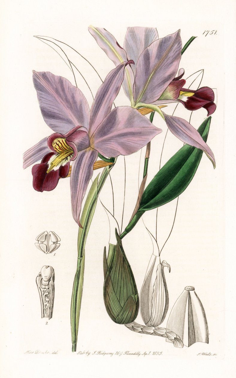 Orchid: variete de laelia - Talíř vyrytý S. Wattsem, z ilustrace Sarah Anne Drake (1803-1857), z Botanického registru Sydenham Edwards (1768-1819), Anglie od Sydenham Teast Edwards