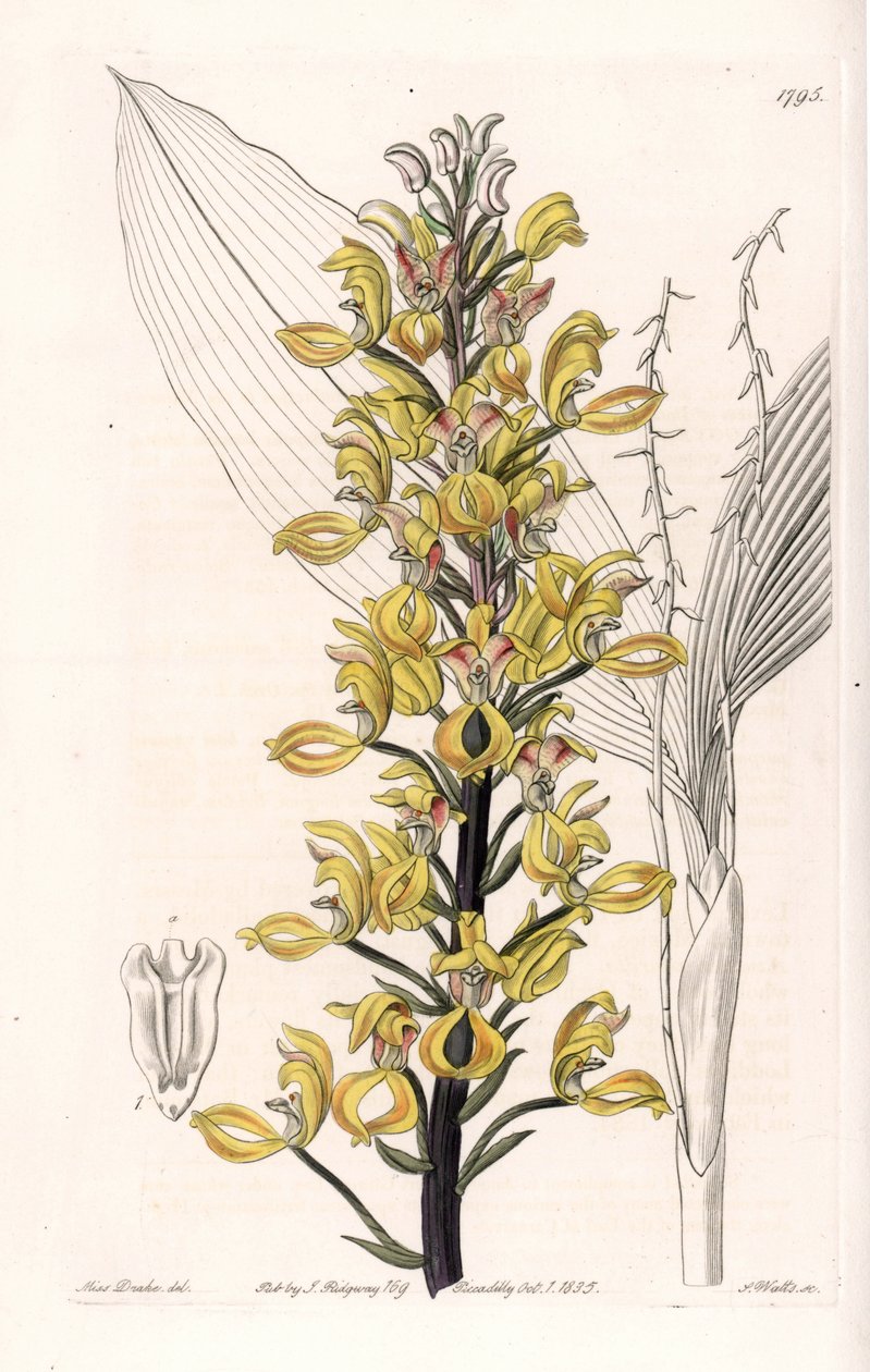Orchid: varieta govenia - Talíř vyrytý S. Wattsem, z ilustrace Sarah Anne Drake (1803-1857), z Botanického registru Sydenham Edwards (1768-1819), Anglie od Sydenham Teast Edwards