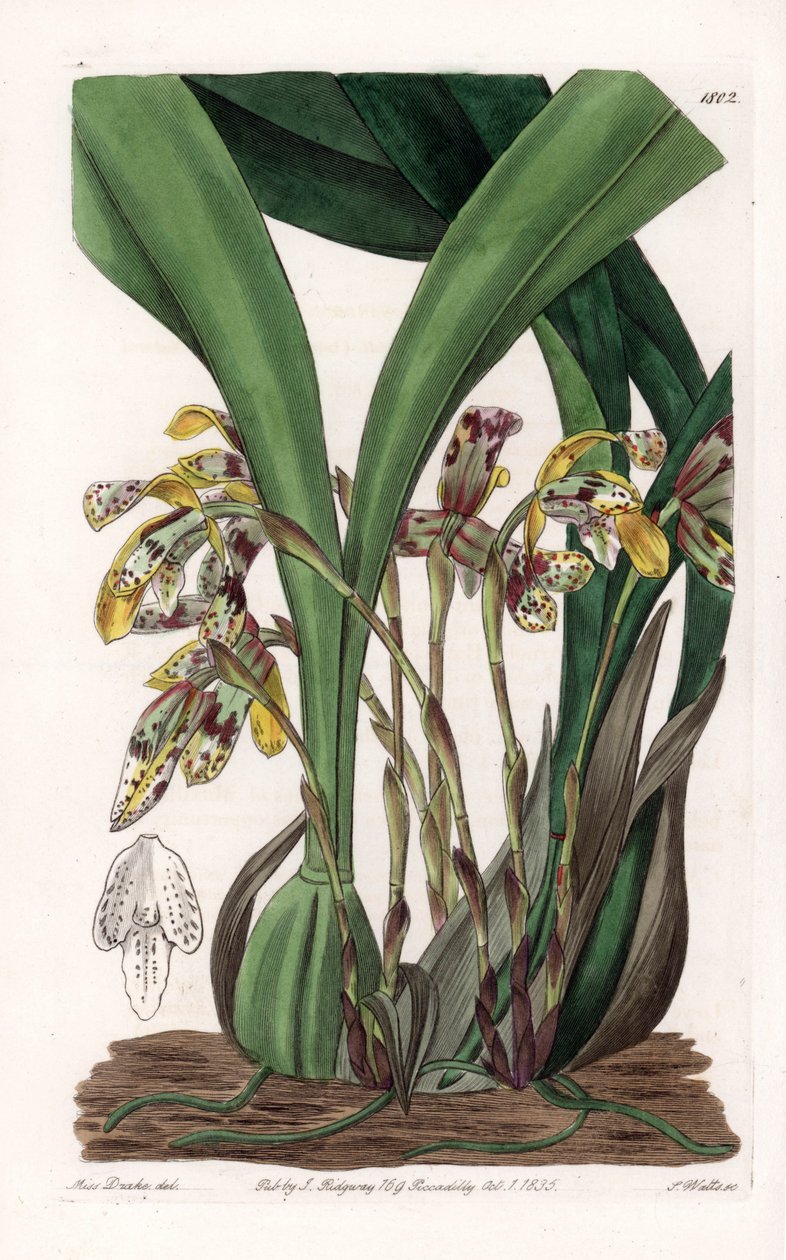 Orchidej: varieta maxillaria, původem z Jižní Ameriky - deska vyrytá S. Wattsem, podle ilustrace Sarah Anne Drake (1803-1857), z Botanického registru Sydenham Edwards (1768-1819), Anglie od Sydenham Teast Edwards