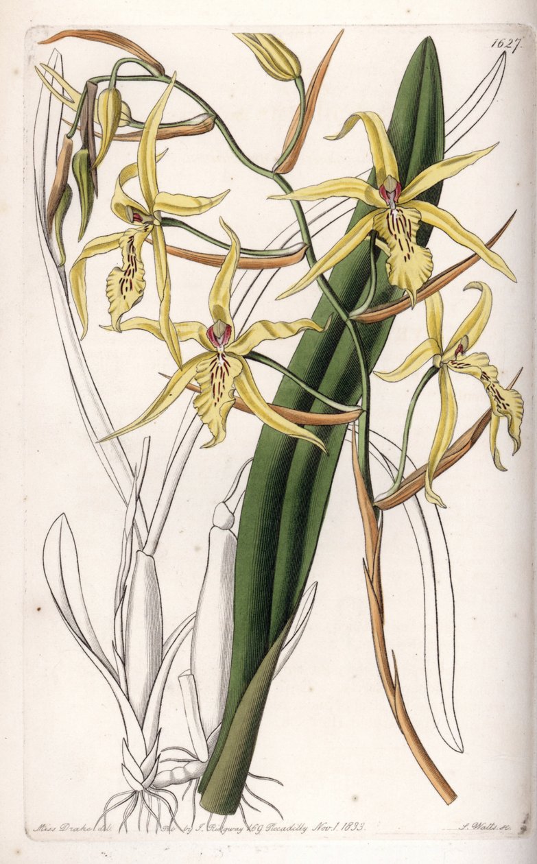 Orchidej: odrůda miltonia nebo milt - Talíř vyrytý S. Wattsem, z ilustrace Sarah Anne Drake (1803-1857), z Botanického registru Sydenham Edwards (1768-1819), Anglie od Sydenham Teast Edwards