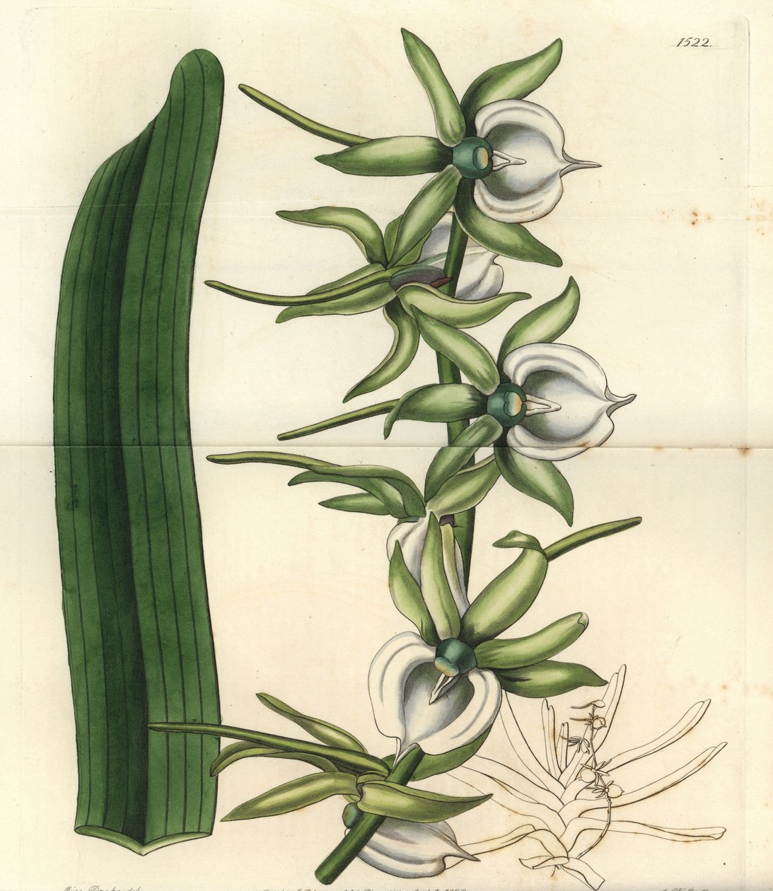 Odrůda orchidejí ostrovů Indického oceánu - Ivory angraecum orchid, Angraecum eburneum. Ručně kolorovaná mědirytina od S. Wattse podle ilustrace slečny Sarah Drakeové z botanického registru Sydenhama Edwardse, Ridgeway, Londýn od Sydenham Teast Edwards