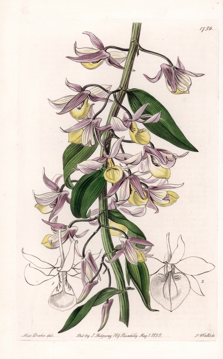 Orchidej: odrůda Dendrobium, původem z Asie - deska vyrytá S. Wattsem, z ilustrace Sarah Anne Drake (1803-1857), z Botanického registru Sydenham Edwards (1768-1819), Anglie od Sydenham Teast Edwards
