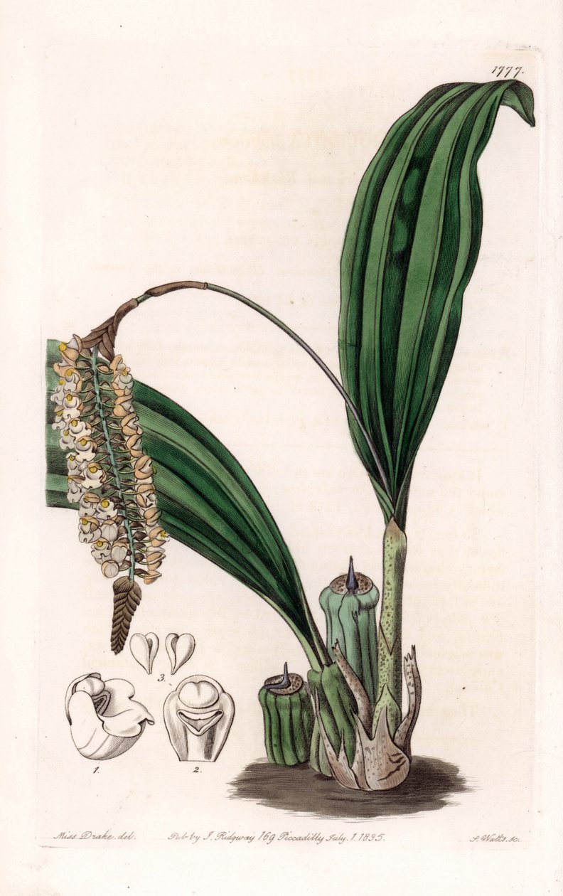 Orchidej: odrůda Pholidota, původem z Asie - deska vyrytá S. Wattsem, z ilustrace Sarah Anne Drake (1803-1857), z Botanického registru Sydenham Edwards (1768-1819), Anglie od Sydenham Teast Edwards