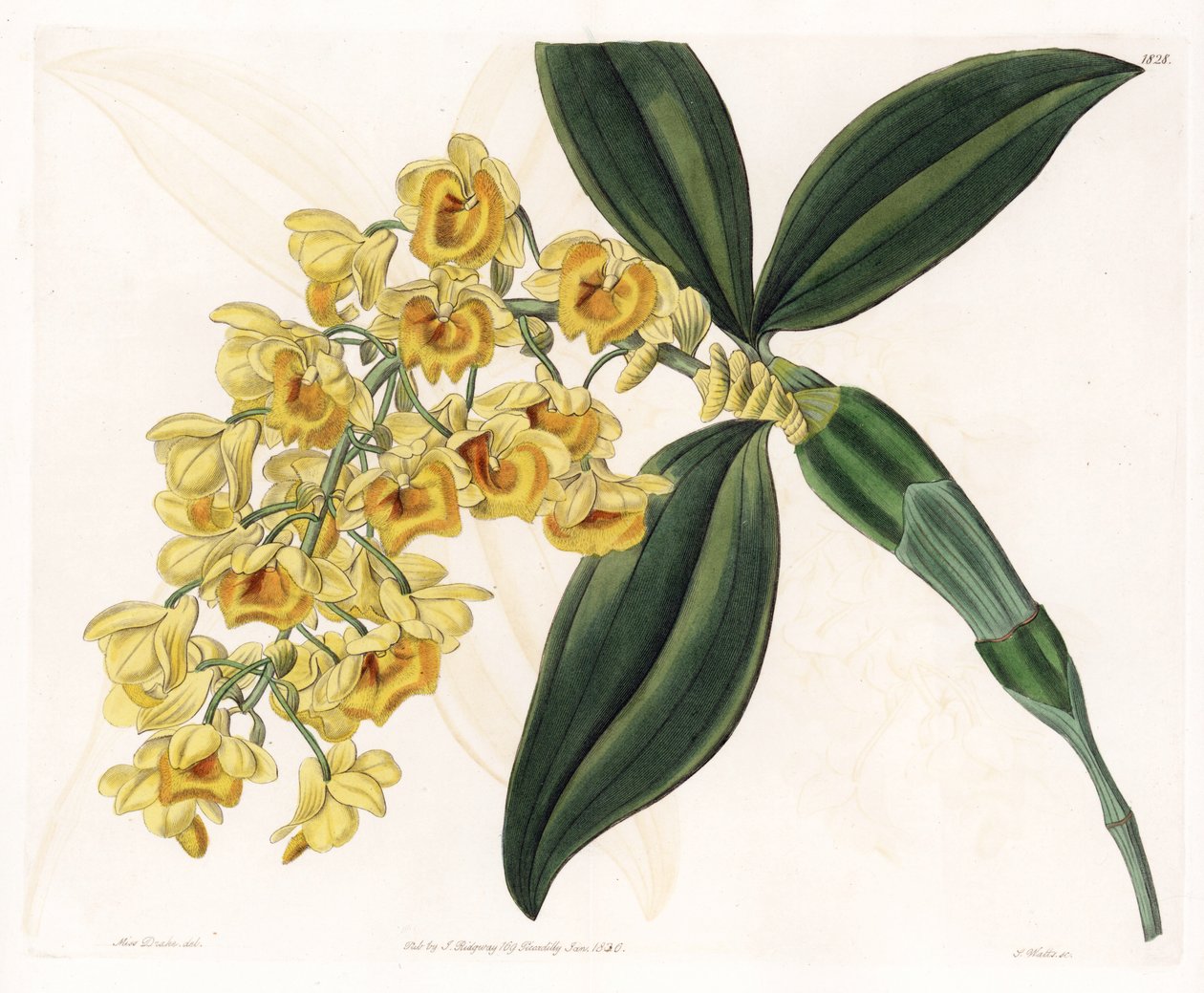 Orchidej: odrůda dendrobia - Talíř vyrytý S.Wattsem, z ilustrace Sarah Anne Drake (1803-1857), z Botanického registru Sydenham Edwards (1768-1819), Anglie od Sydenham Teast Edwards