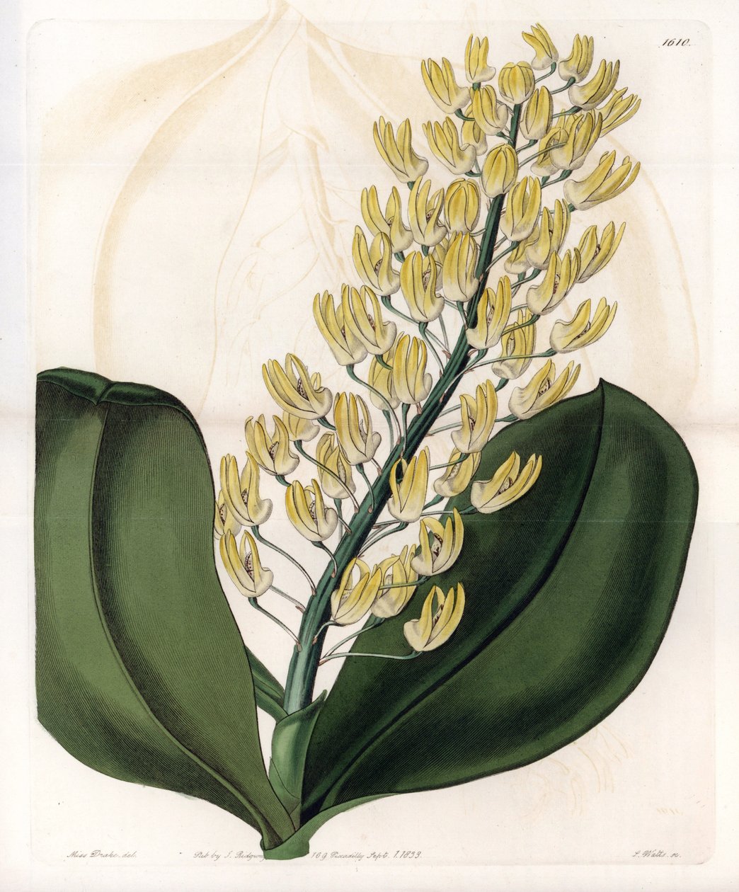 Orchidej: odrůda dendrobia z Austrálie - deska vyrytá S. Wattsem, z ilustrace Sarah Anne Drake (1803-1857), z Botanického registru Sydenham Edwards (1768-1819), Anglie od Sydenham Teast Edwards