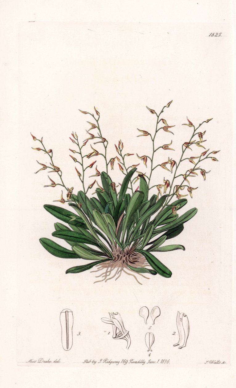 Orchid: variety of epidendre - Talíř vyrytý S. Wattsem, z ilustrace Sarah Anne Drake (1803-1857), z Botanického registru Sydenham Edwards (1768-1819), Anglie od Sydenham Teast Edwards