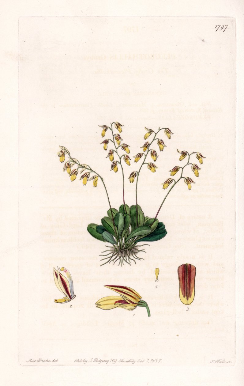 Orchid: variety of epidendre - Talíř vyrytý S. Wattsem, z ilustrace Sarah Anne Drake (1803-1857), z Botanického registru Sydenham Edwards (1768-1819), Anglie od Sydenham Teast Edwards