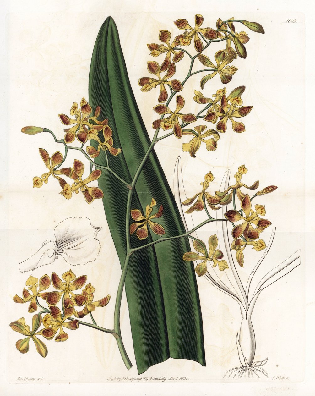 Orchidej: odrůda epidendrum - Talíř vyrytý S. Wattsem, z ilustrace Sarah Anne Drake (1803-1857), z Botanického registru Sydenham Edwards (1768-1819), Anglie od Sydenham Teast Edwards