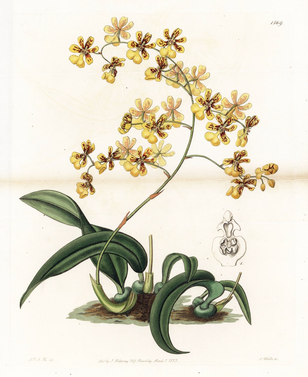 Orchidej: varieta epifytického oncidia z Brazílie - Deska vyrytá S. Wattsem, z ilustrace Sarah Anne Drake (1803-1857), z Botanického registru Sydenham Edwards (1768-1819), Anglie od Sydenham Teast Edwards