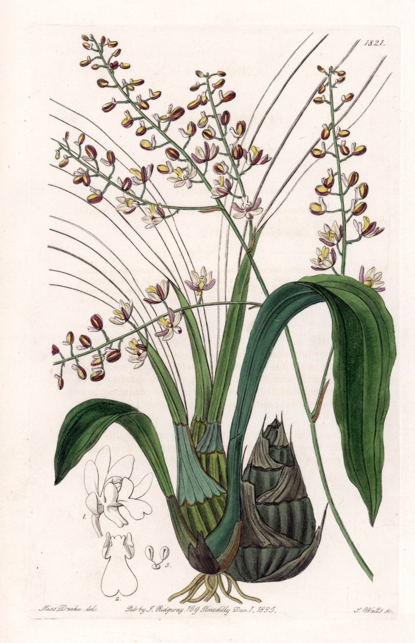 Orchid: variety of eulophia - Talíř vyrytý S. Wattsem, z ilustrace Sarah Anne Drake (1803-1857), z Botanického registru Sydenham Edwards (1768-1819), Anglie od Sydenham Teast Edwards