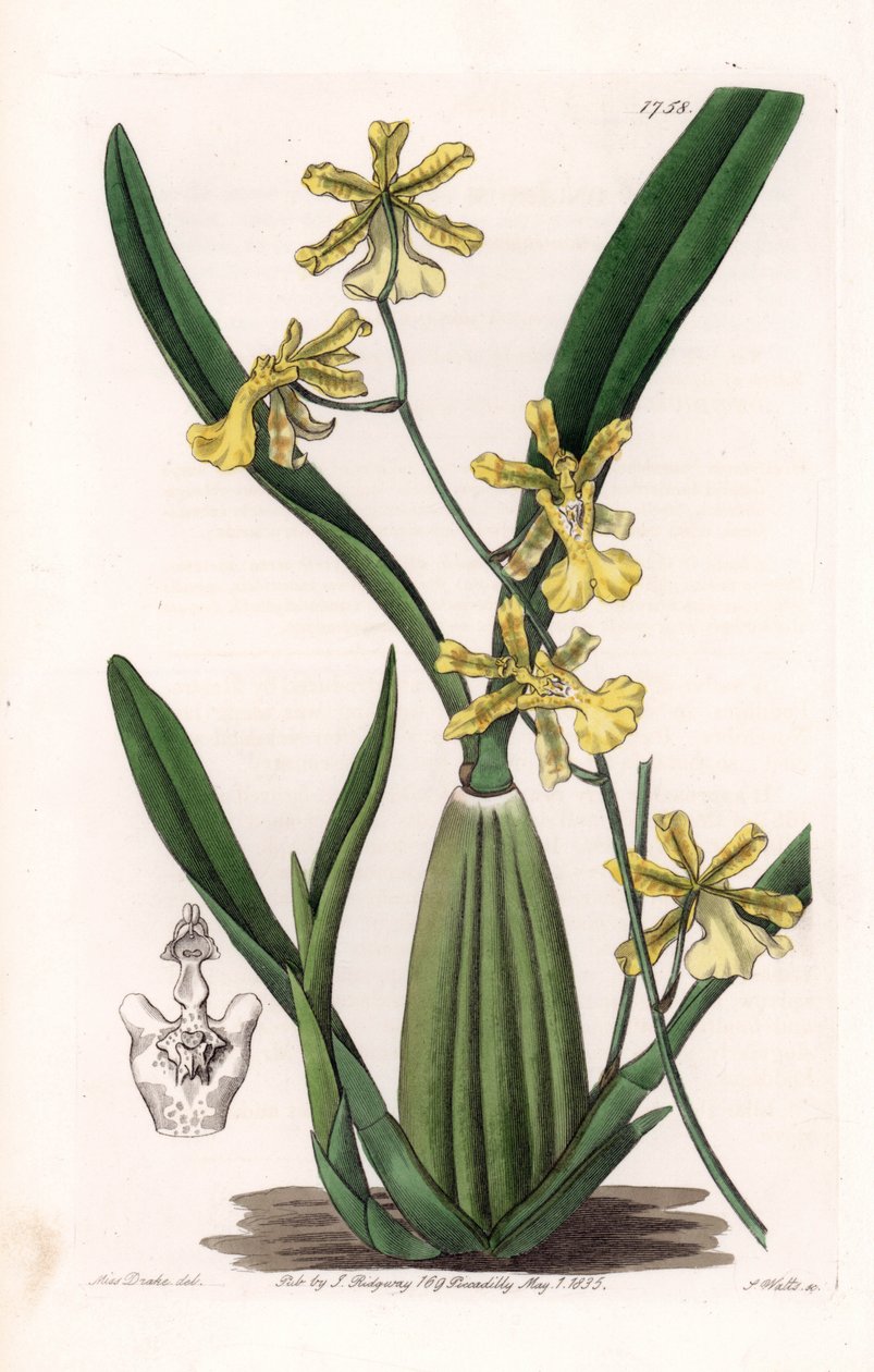 Orchidej, odrůda oncydium, původem z Jižní Ameriky - Deska vyrytá S.Wattsem, z ilustrace Sarah Anne Drake (1803-1857), z Botanického registru Sydenham Edwards (1768-1819), Anglie od Sydenham Teast Edwards